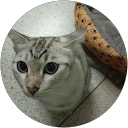 Natapat Srijatupohnpong profile picture